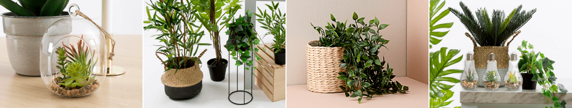 Plants & flowers