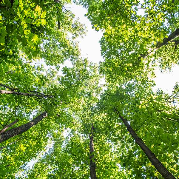 A group of trees in a forested area with patches of blue sky showing between the leaves